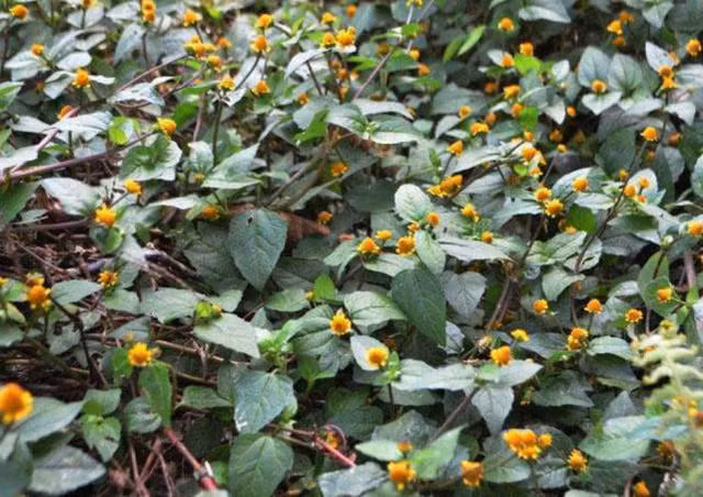 Nhiều vùng ở Trung Quốc có bài thuốc dân gian sử dụng nhụy hoa thiên văn để chữa đau răng sâu, tác dụng nhanh chóng và hiệu quả hơn cả thuốc giảm đau. Mặc dù vậy, cỏ thiên văn được ghi chép là có độc tính nhỏ, không thích hợp dùng quá liều.