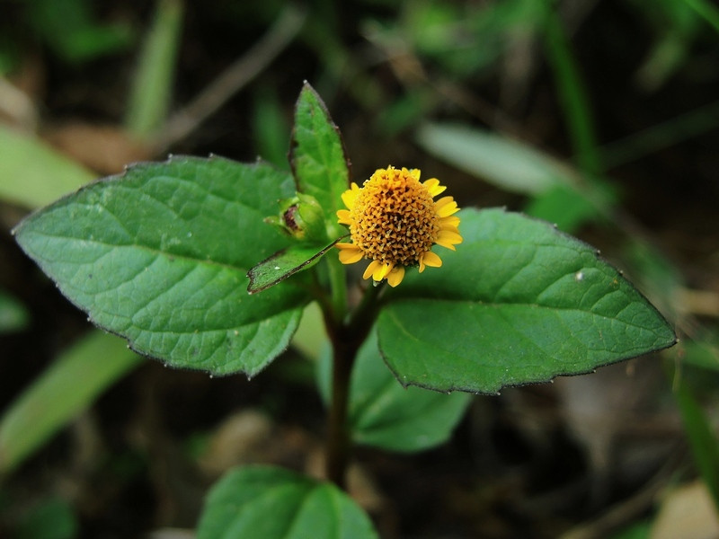 Ngâm cỏ thiên văn vào rượu dùng làm thuốc an thần, giảm đau khi cấp cứu, hiệu quả cũng rất tốt.
