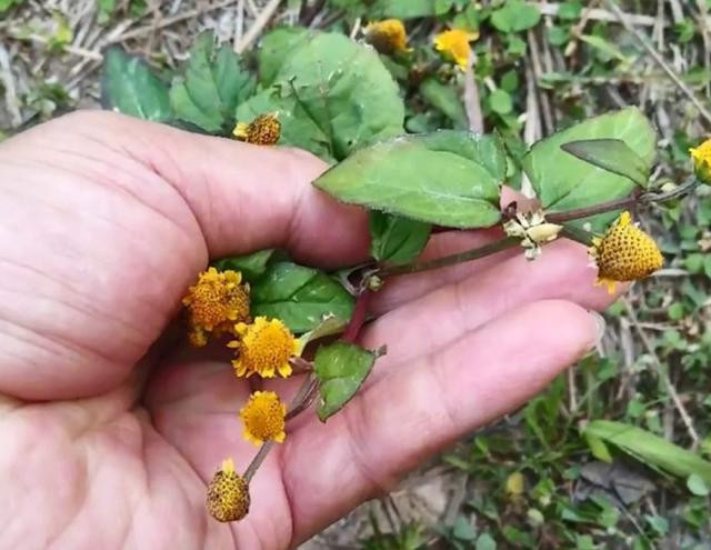 Đây cũng được xem là loại cỏ có tác dụng gây tê, có thể được sử dụng như một chất gây tê cục bộ.