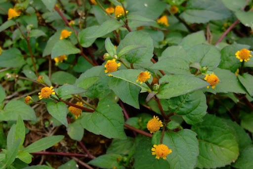 Đối với người dân nông thôn, chúng còn là một loại cỏ dại thường gặp, không hề hiếm lạ, thường được dùng để cho lợn ăn. Thế nhưng, ít người biết rằng, loại cỏ này thực sự là một loại thuốc quý.