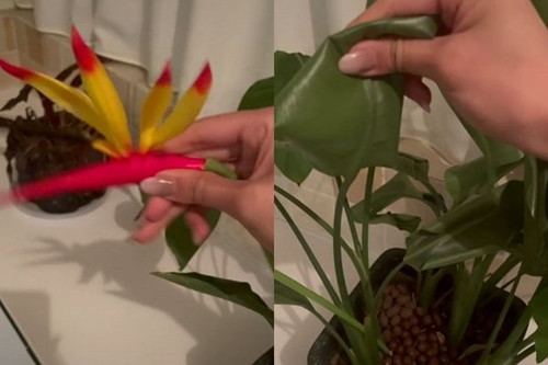 Dat bao thuc tuoi cay moi ngay, co gai soc khi biet su that