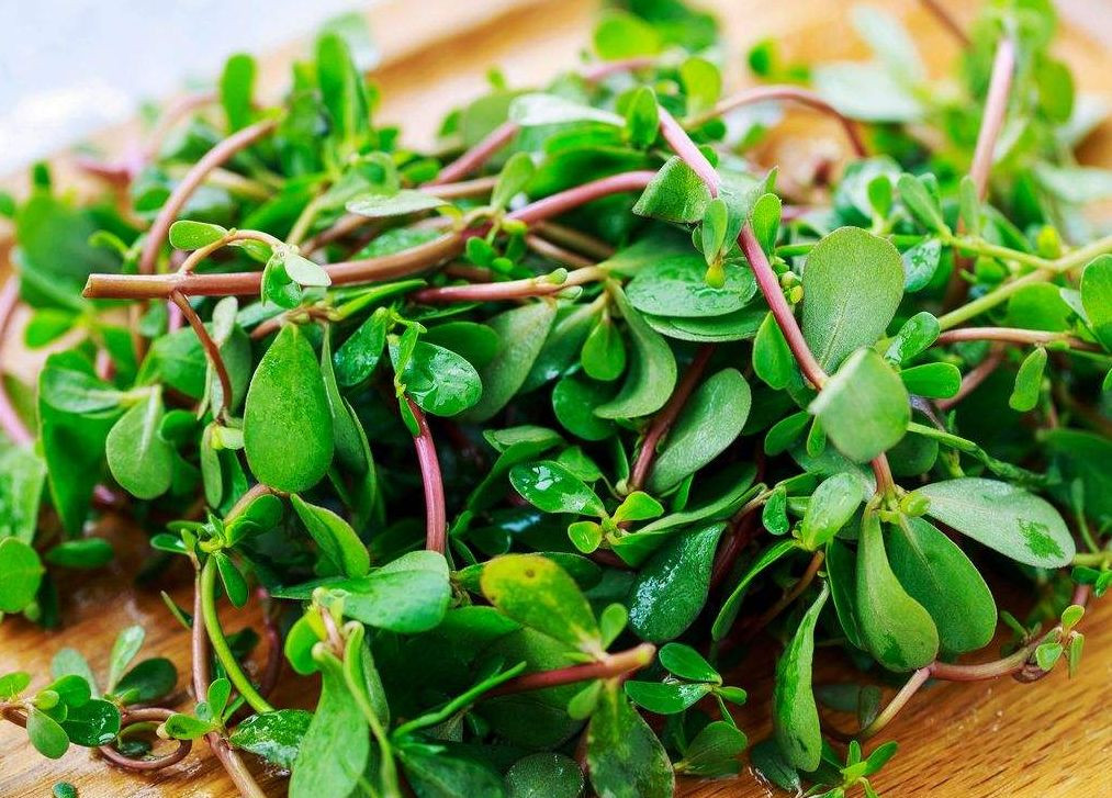 Trong Đông y, rau sam có vị chua, tính lạnh, vào 3 kinh tâm, tì, phế, có tác dụng thanh nhiệt, giải độc, tiêu thủy, trừ thấp, cầm máu. Qua thực nghiệm, rau sam làm co nhỏ mạch máu, nước sắc của rau sam có tác dụng ức chế sự phát triển của vi khuẩn lị shiga-kruse, vi khuẩn lị hình chữ Y, trực khuẩn Coli, trực khuẩn thương hàn.