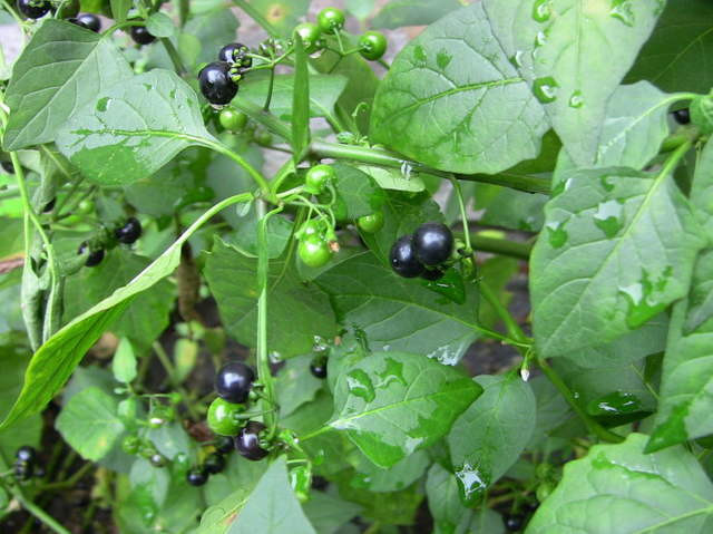 3. Rau tầm bóp: Rau tầm bóp tương đối phổ biến vào mùa xuân, tên khoa học là Physalis angulata. Cây có tên gọi là cây bôm bốp hay thù lù cạnh, lồng đèn, bùm bụp. Đặc điểm của tầm bóp là loại cây thân thảo, sống như loài cỏ dại trong thiên nhiên.