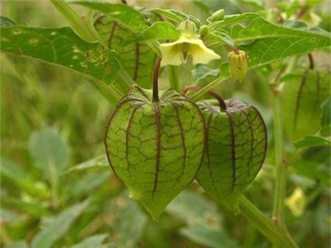 Song, bạn có biết rằng ăn rau rừng, rau dại đúng cách rất tốt cho sức khỏe, ngược lại, ăn nhầm có thể gây hại cho cơ thể? Đặc biệt, một số loại rau dại không những không ngon mà còn rất độc.