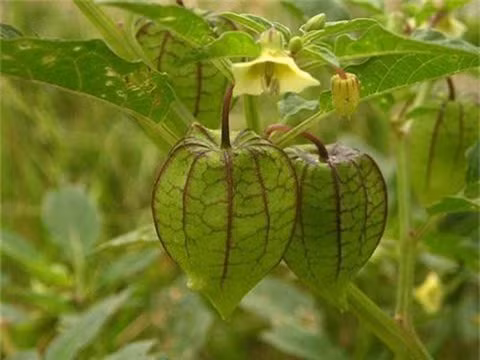 Song, bạn có biết rằng ăn rau rừng, rau dại đúng cách rất tốt cho sức khỏe, ngược lại, ăn nhầm có thể gây hại cho cơ thể? Đặc biệt, một số loại rau dại không những không ngon mà còn rất độc.