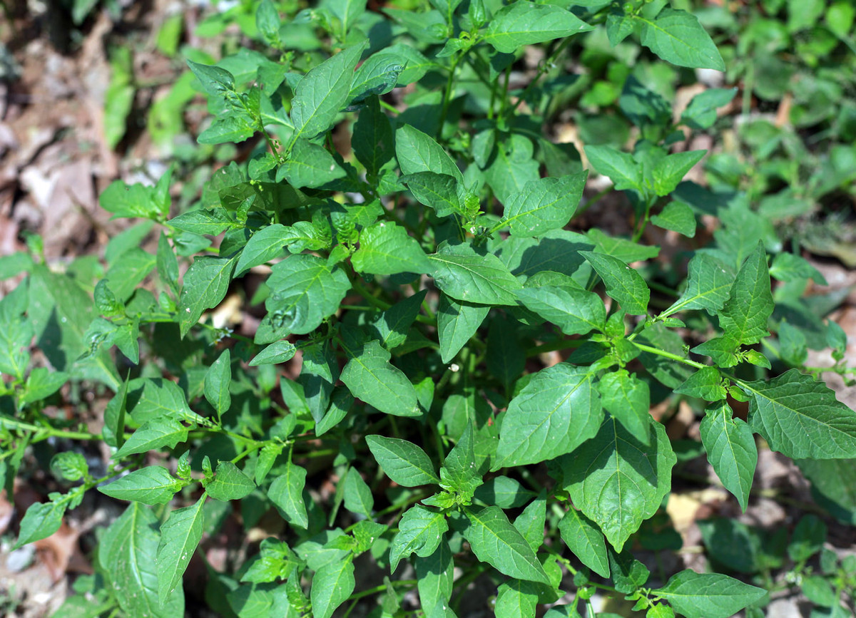 Nên luộc chần qua bằng nước sôi trước khi tiến hành các bước chế biến tiếp theo loại rau này, vì các hợp chất hữu cơ trong rau tầm bóp đôi khi sẽ gây ra ngộ độc, khiến bạn bị tiêu chảy nếu hệ tiêu hóa của bạn yếu.