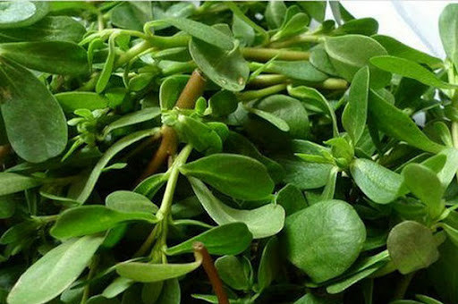 Tuy nhiên, rau sam cũng không thần kỳ như người ta tung hô, nếu ăn quá thường xuyên sẽ gây chóng mặt, buồn ngủ, tiêu chảy. Đặc biệt là phụ nữ có thai, những bệnh nhân có thể tạng hư hàn, hay đi tiêu lỏng tốt nhất nên tránh kẻo mang bệnh vào người.