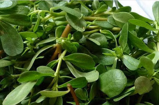 Tuy nhiên, rau sam cũng không thần kỳ như người ta tung hô, nếu ăn quá thường xuyên sẽ gây chóng mặt, buồn ngủ, tiêu chảy. Đặc biệt là phụ nữ có thai, những bệnh nhân có thể tạng hư hàn, hay đi tiêu lỏng tốt nhất nên tránh kẻo mang bệnh vào người.