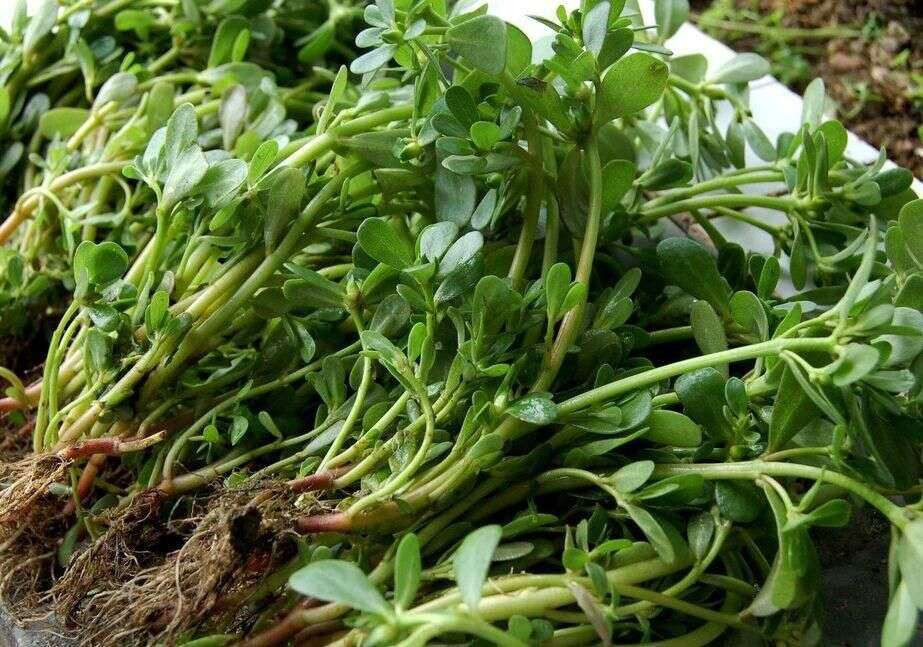 1. Rau sam: Rau sam (còn có tên gọi Mã Xỉ Hiện) vì có lá giống hình răng ngựa, là loại rau mọc dại ở khắp nơi từ bắc đến nam. Tên khoa học là Portulaca Oleracea L thuộc họ rau sam Portulacea.