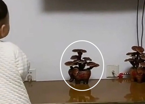 Mua nam linh chi ve trong 2 nam moi phat hien su that soc