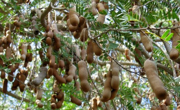 Ngoài ra, quả me còn là thực phẩm có tác dụng thúc đẩy quá trình tiết axit trong dạ dày. Cụ thể, nó có chứa hoạt chất thúc đẩy quá trình tiết axit dịch vị, từ đó phân hủy thức ăn nhanh, thúc đẩy quá trình tiêu hóa.