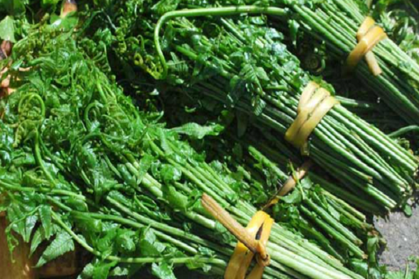 Năm 1987, Tổ chức Y tế Thế giới WHO cũng đã kê rau dớn là loại rau có chứa chất gây ung thư loại 2B.