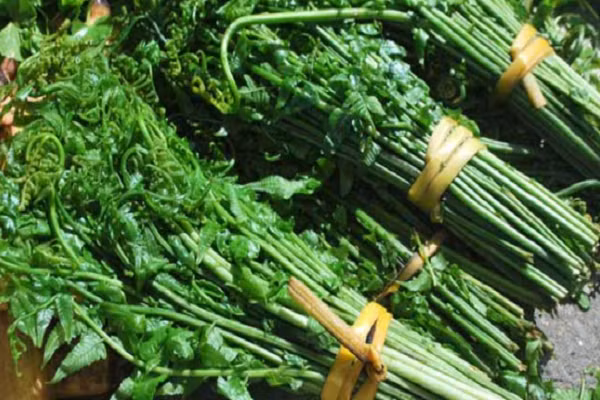 Năm 1987, Tổ chức Y tế Thế giới WHO cũng đã kê rau dớn là loại rau có chứa chất gây ung thư loại 2B.