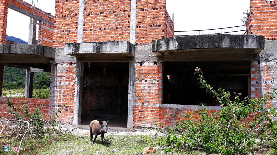 190 ha đất sản xuất, kinh doanh của người dân nơi đây thành nơi chăn thả gia súc. Ảnh: Zing.