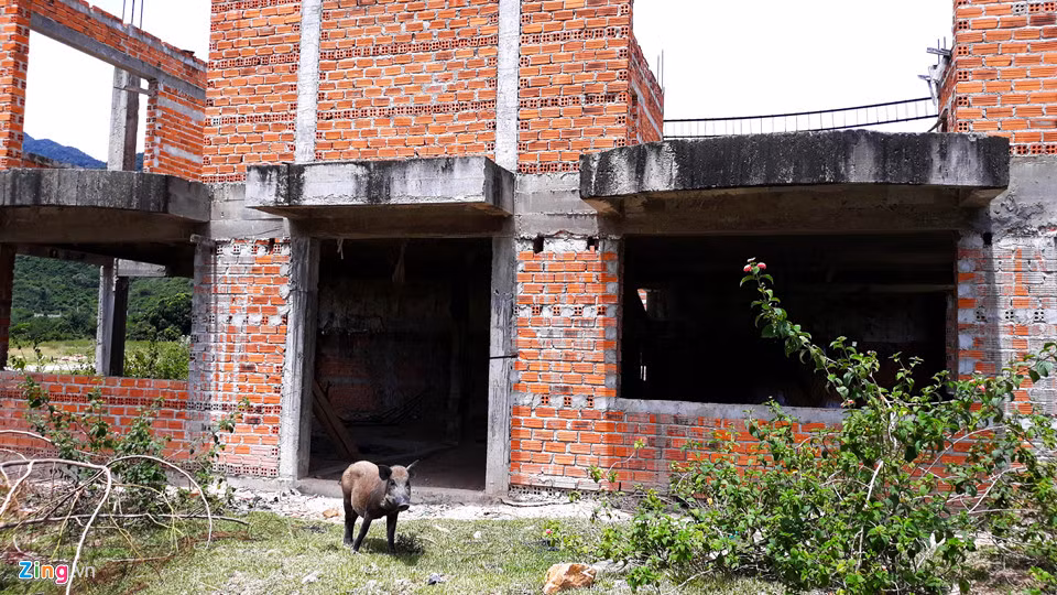 190 ha đất sản xuất, kinh doanh của người dân nơi đây thành nơi chăn thả gia súc. Ảnh: Zing.