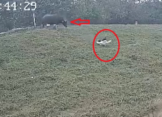 Ha Noi: Nhuc nhoi nhieu lo mo khong phep o xa Hai Boi-Hinh-5