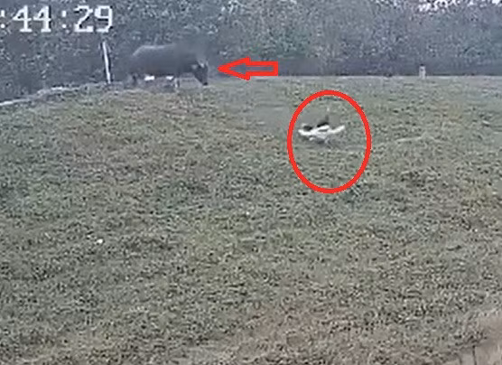 Ha Noi: Nhuc nhoi nhieu lo mo khong phep o xa Hai Boi-Hinh-5