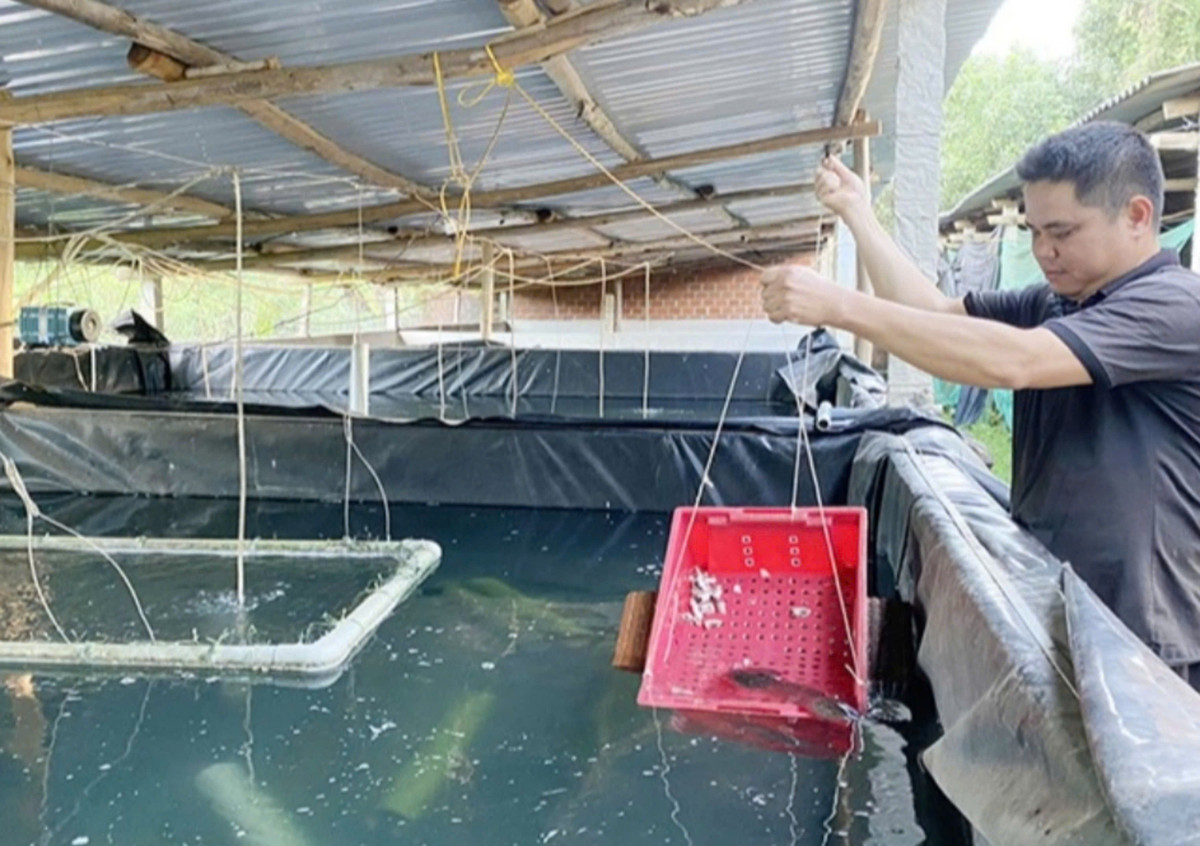 Binh Dinh: Loai ca nac thit ban voi gia 500.000 dong/kg