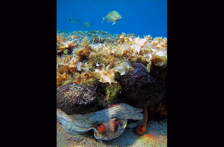 Giải nhì hạng mục "Động vật Kỳ diệu", được chụp bởi em Marija Okršlar 14 tuổi người Slovenia.