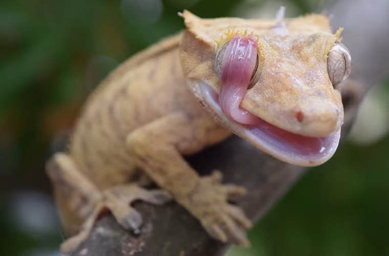 Giải nhất hạng mục "Động vật Kỳ diệu" và đoạt giải chung cuộc, được chụp bởi em Grace Chung 13 tuổi người Mỹ.