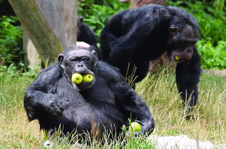 Giải nhất hạng mục "Lạ nhưng Thật", được chụp bởi em Olivia Bertie 14 tuổi người Anh.