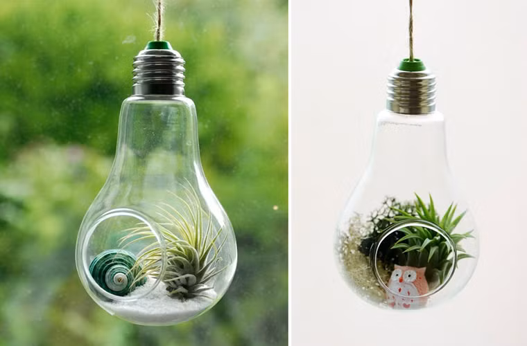 Bình kính độc đáo để trồng cây không khí