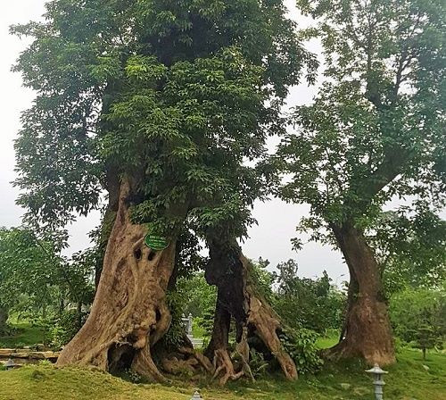 Cây cổ thụ trên 1.500 tuổi