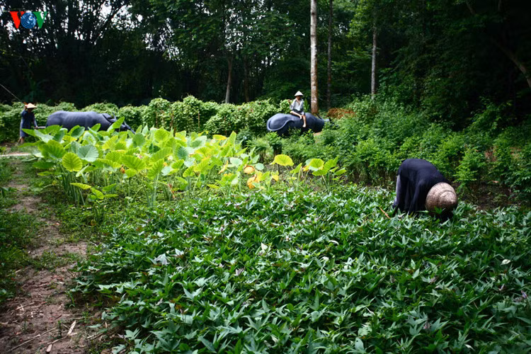 Người dân vừa chiến đấu vừa tăng gia sản xuất.