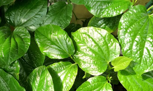 5. Tăng cảm giác đói. Chứng đau bao tử luôn khiến bạn có cảm giác chán ăn. Nguyên nhân là vì lượng pH trong dạ dày đang bị mất cân bằng, khiến các hóc-môn tạo cảm giác đói không được tiết ra ở mức tối ưu. Lá trầu không có khả năng khôi phục lại sự cân bằng của mức pH trong dạ dày bằng cách loại thải các độc tố ra bên ngoài. Vì vậy, bạn sẽ cảm thấy ngon miệng hơn khi ăn.