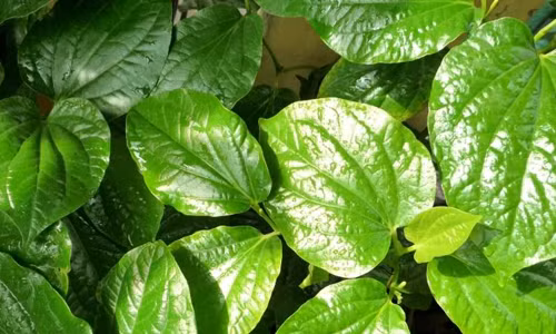 5. Tăng cảm giác đói. Chứng đau bao tử luôn khiến bạn có cảm giác chán ăn. Nguyên nhân là vì lượng pH trong dạ dày đang bị mất cân bằng, khiến các hóc-môn tạo cảm giác đói không được tiết ra ở mức tối ưu. Lá trầu không có khả năng khôi phục lại sự cân bằng của mức pH trong dạ dày bằng cách loại thải các độc tố ra bên ngoài. Vì vậy, bạn sẽ cảm thấy ngon miệng hơn khi ăn.