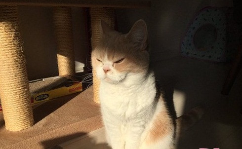 Được biết, cô mèo kênh kiệu Koyuki được sống trong gia đình vô cùng khá giả của Nhật Bản. Mặc dù được chiều chuộng hết mức, nhưng khuôn mặt của nàng chẳng tươi vui bao giờ.