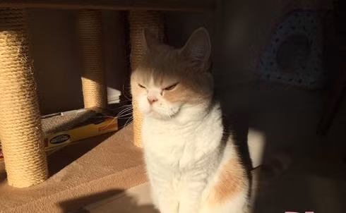 Được biết, cô mèo kênh kiệu Koyuki được sống trong gia đình vô cùng khá giả của Nhật Bản. Mặc dù được chiều chuộng hết mức, nhưng khuôn mặt của nàng chẳng tươi vui bao giờ.