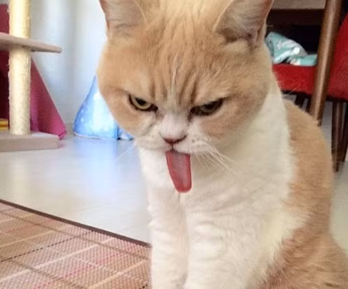 Sở hữu lượng fan hùng hậu, hiên nay cô mèo Koyuki đã có được 43 nghìn người theo dõi trên mạng xã hội và Twitter.