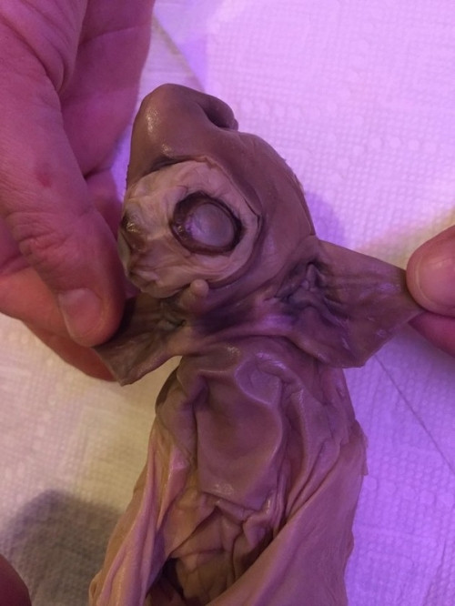 Bang hoang phat hien ra xac “quai vat ngoai hanh tinh”