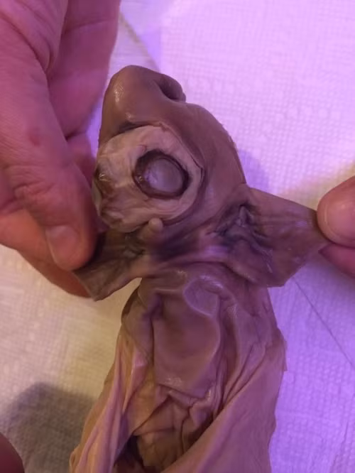 Bang hoang phat hien ra xac “quai vat ngoai hanh tinh”