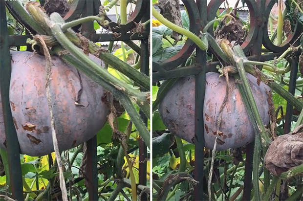 Quả bí ngô này cũng mọc chen vào giữa 2 song sắt của hàng rào rồi cứ thế lớn lên. Theo thời gian, hai bên nó cứ phát triển dần trong khi song sắt ép chặt phần ở giữa lại.