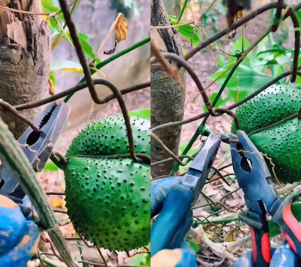 Cũng từ đó mà vô tình chúng có được tạo hình khá kì dị, chủ nhân muốn thu hoạch cũng rất vất vả. Thậm chí, có gia chủ chia sẽ khi trồng cây ăn quả rất chuẩn hàng lối nhưng khi đến mùa thu hoạch chúng lại chọn cách mọc "khôn nhà dại chợ" chẳng ai ngờ tới.