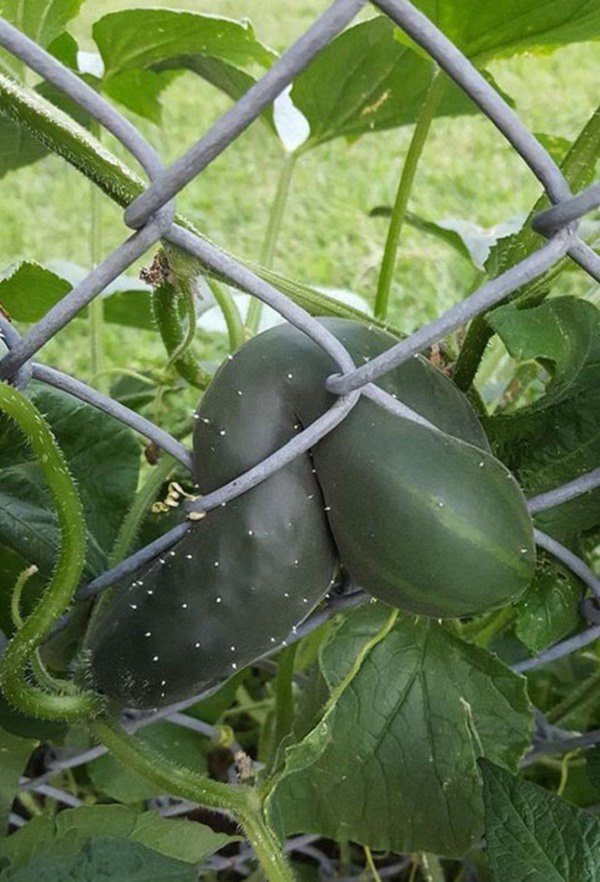Quả dưa này chắc hẳn là đang lưỡng lự không biết nên đi sang vườn hàng xóm hay ở lại đây.