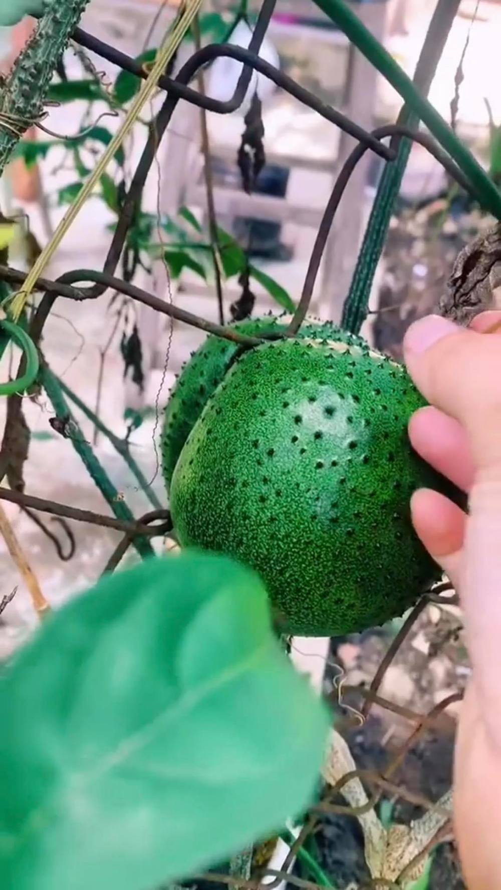 Không ít lần mọi người được chứng kiến những loại cây ăn quả mọc sai trái theo cách đầy “ngang ngược”, chọn những vị trí vô cùng khó hiểu để sinh sôi.