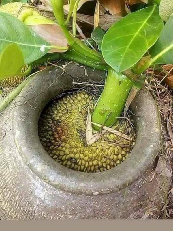 Muốn lấy mít thì phải hi sinh cái chum thôi.