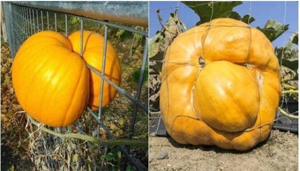 Không chỉ có mỗi quả mít, nhiều loại quả mọc dị khác đã phản chủ khi ra trái lại mọc sang nhà hàng xóm hoặc xuất hiện với tư thế oái oăm.