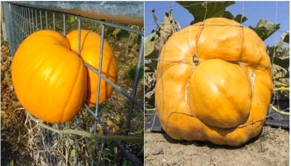 Không chỉ có mỗi quả mít, nhiều loại quả mọc dị khác đã phản chủ khi ra trái lại mọc sang nhà hàng xóm hoặc xuất hiện với tư thế oái oăm.