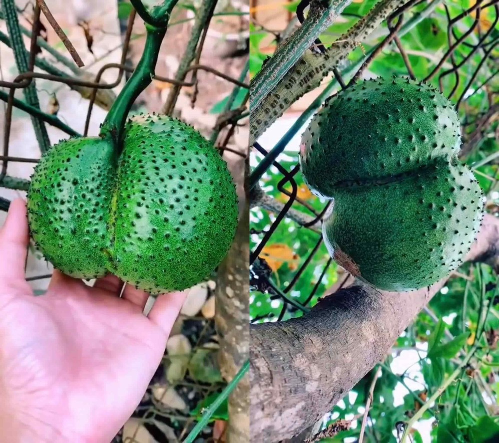 Quả gấc này mọc lên ở vị trí rất oái oăm ở giữa mắt lưới hàng rào. Sau khi mượn được của bố 2 chiếc kìm, cẩn thận để quả gấc không bị rơi xuống. Và cuối cùng nhờ đôi bàn tay khéo léo cùng sự tỉ mỉ, quả gấc “ngốc nghếch” cũng được an toàn.