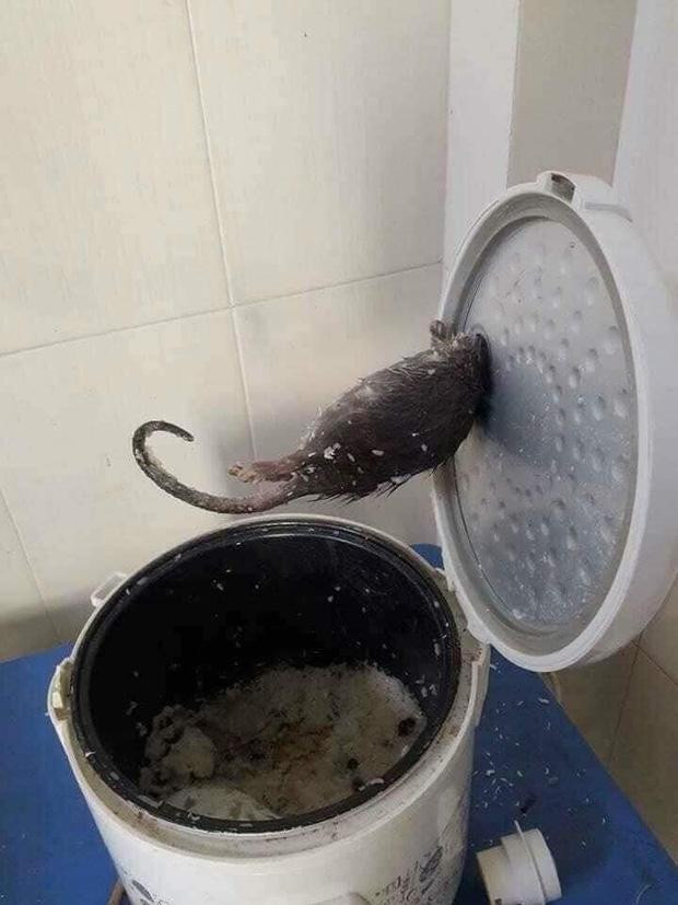 Về quê lâu ngày và khi trở lại phòng trọ không ít người phải rùng mình khi thấy nồi cơm toàn nấm mốc, thậm chí có cả chuột.