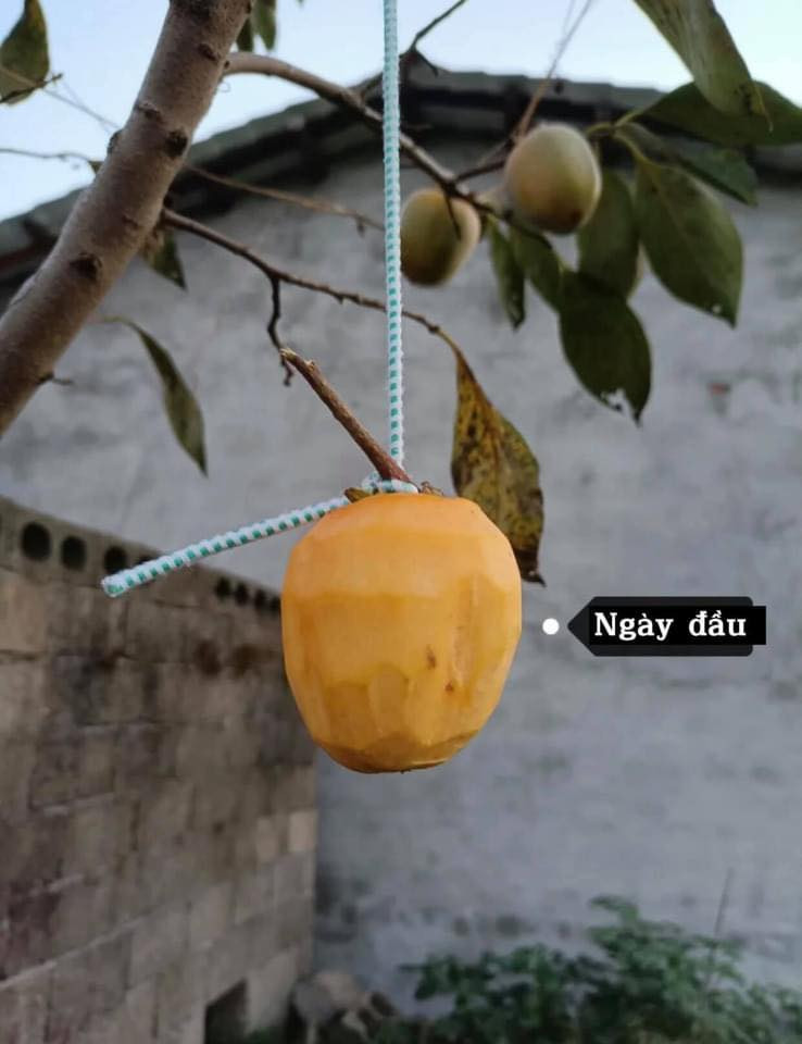 Cô gái này đã chụp lại từng ngày từ khi quả hồng được gọt vỏ và treo lên cây. Ảnh: Hoài Thương/Không sợ chó