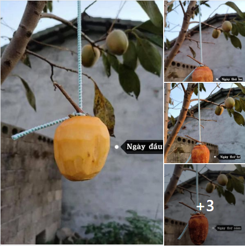 Mới đây trên MXH, một cô gái đã khoe quá trình làm hồng treo gió của mình trong thời gian rảnh rỗi mùa dịch bệnh. Tuy nhiên bài đăng này lại khiến netizen vừa buồn cười, vừa khó hiểu. Ảnh: Chụp màn hình