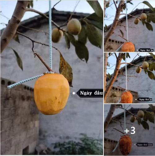 Mới đây trên MXH, một cô gái đã khoe quá trình làm hồng treo gió của mình trong thời gian rảnh rỗi mùa dịch bệnh. Tuy nhiên bài đăng này lại khiến netizen vừa buồn cười, vừa khó hiểu. Ảnh: Chụp màn hình