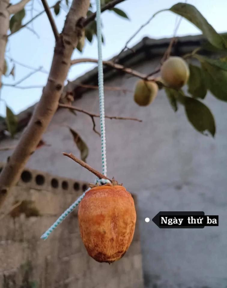 Mới những ngày đầu tiên với bao hứng khởi tập tành làm hồng treo gió, kết quả vẫn như mong đợi. Ảnh: Hoài Thương/Không sợ chó