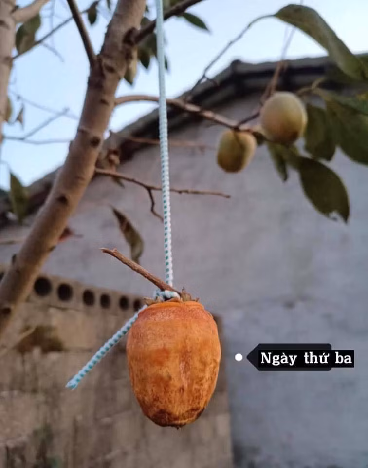 Mới những ngày đầu tiên với bao hứng khởi tập tành làm hồng treo gió, kết quả vẫn như mong đợi. Ảnh: Hoài Thương/Không sợ chó