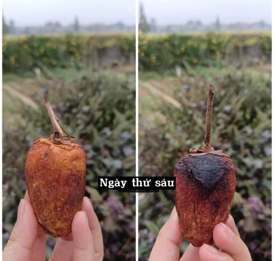 Theo nhiều cư dân mạng chia sẻ, từ công đoạn ban đầu treo lên đã không đúng, bởi hồng chỉ treo trước gió chứ không phải nắng. Ảnh: Hoài Thương/Không sợ chó